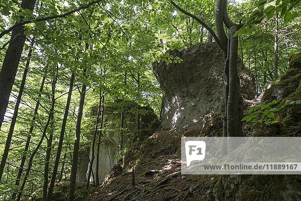 Steinerne Stadt  Felsen im Veldensteiner Wald  Neuhaus an der Pegnitz  Mittelfranken  Bayern  Deutschland  Europa