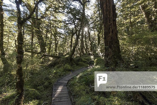 Fußweg durch den Wald,  die Sonne scheint durch das Blätterdach,  gemäßigter Regenwald,  Kepler Track,  Fiordland National Park,  Southland,  Neuseeland,  Ozeanien