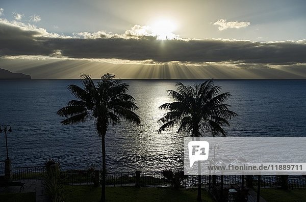 Zwei Palmen vor dem Meer bei Sonnenuntergang  dramatisch bewölkter Himmel  Funchal  Madeira  Portugal  Europa