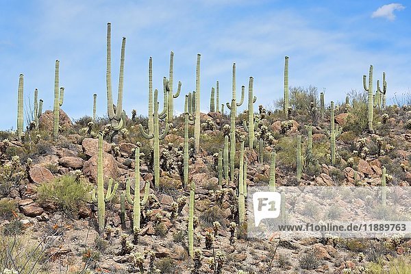 Saguaro-Kakteen (Carnegiea gigantea)  Saguaro-Nationalpark  Sonora-Wüste  Tucson  Arizona  USA  Nordamerika