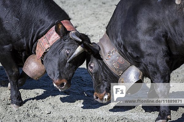 Herens cows locking horns during a cow fight  tradition  Les Haudères  Switzerland  Europe