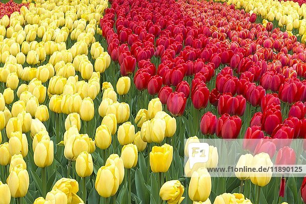 Reihen von blühenden roten und gelben Tulpen (Tulipa)  Keukenhof Gärten  Lisse  Südholland  Niederlande  Europa