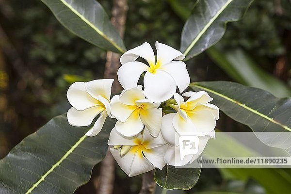 Frangipani (Plumeria obtusa)  weiße Blüten  Vietnam  Asien