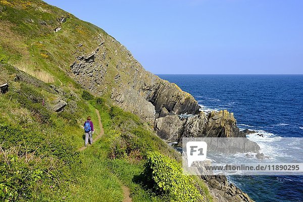 Frau wandert auf dem Coast Path  Küstenpfad bei Polperro  Cornwall  England  Vereinigtes Königreich  Europa