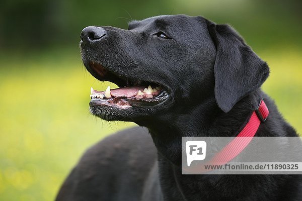 Schwarzer Labrador Retriever (Canis lupus familiaris)  männlich  Portrait  Schleswig-Holstein  Deutschland  Europa