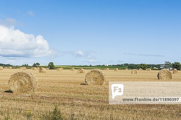 Harvested wheat field with bales of straw  Prince Edward island  Canada  North America