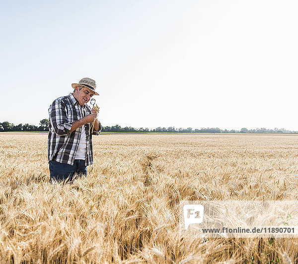 Senior farmer in a field examining ears with magnifier