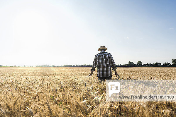 Back view of senior farmer standing in wheat field