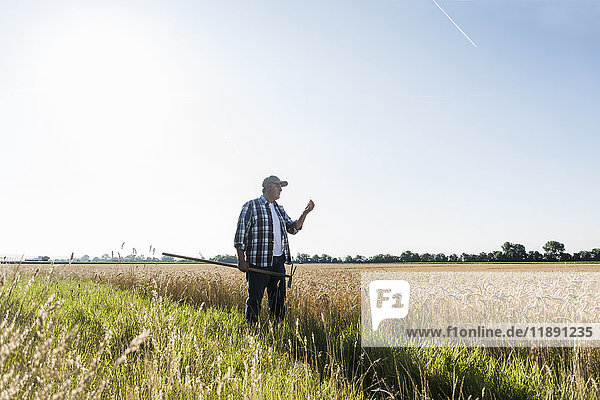 Älterer Landwirt steht vor einem Feld und untersucht die Ohren.
