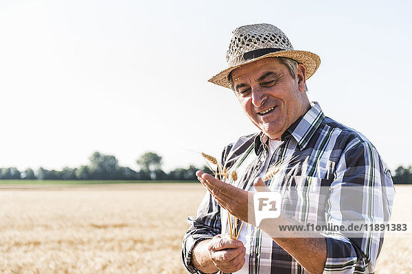 Porträt eines zufriedenen Senior-Bauern in einem Feld  das Ohren untersucht