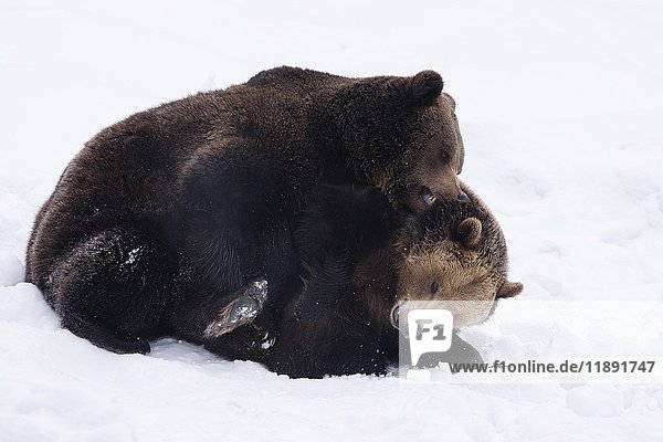 Zwei Braunbären (Ursus arctos) im Schnee  Kampf  in Gefangenschaft  Bayern  Deutschland  Europa