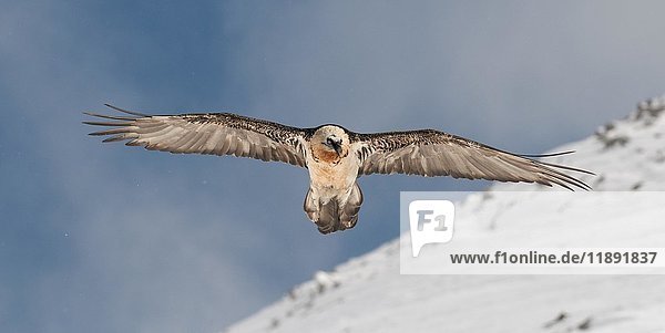 Bartgeier  auch Lammergeier oder Lammergeyer (Gypaetus barbatus) im Flug über einen schneebedeckten Berghang  Wallis  Schweiz  Europa