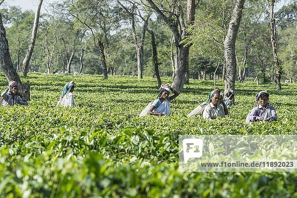 Indische Frauen beim Pflücken von Teeblättern  Assam  Indien  Asien