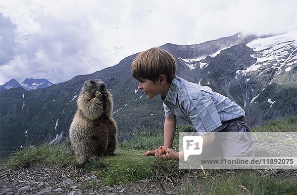 Freches Alpenmurmeltier (Marmota marmota) wird von einem Kind gefüttert