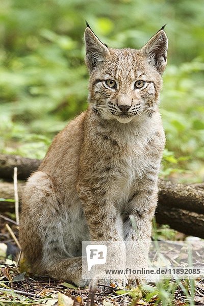 Junger Eurasischer Luchs (Lynx lynx)  in Gefangenschaft  Hessen  Deutschland  Europa