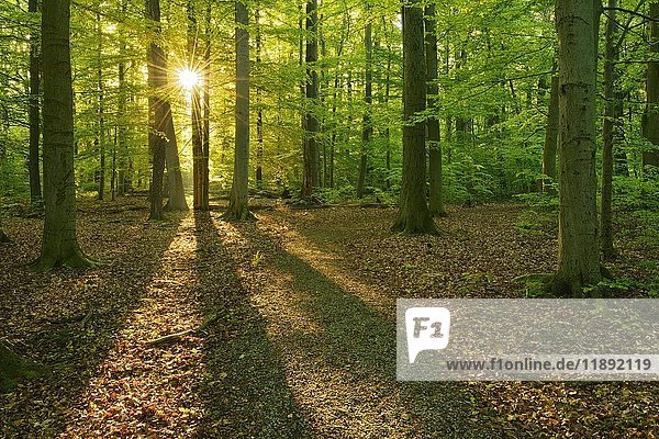 Morgensonne  natürlicher Buchenwald  UNESCO Weltnaturerbe  Nationalpark Hainich  Thüringen  Deutschland  Europa
