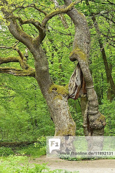 The Betteleiche  oak tree  landmark of the national park Hainich  Thuringia  Germany  Europe