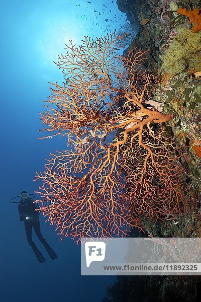 Taucher an der Korallenriffwand mit Blick auf rote Fächer (Gorgonacea)  Sonne  Gegenlicht  Palawan  Mimaropa  Sulu See  Pazifischer Ozean  Philippinen  Asien