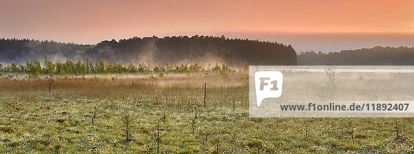 Sonnenaufgang im Moor  Blüte des Wollgrases (Eriophorum)  Müritz-Nationalpark  Teilgebiet Serrahn  Mecklenburg-Vorpommern  Deutschland  Europa
