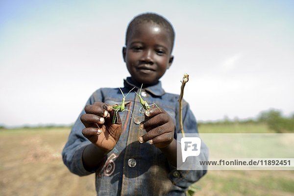 Boy  7 years  with two mantises  Gomponsom  Passoré Province  Northern Region  Burkina Faso  Africa