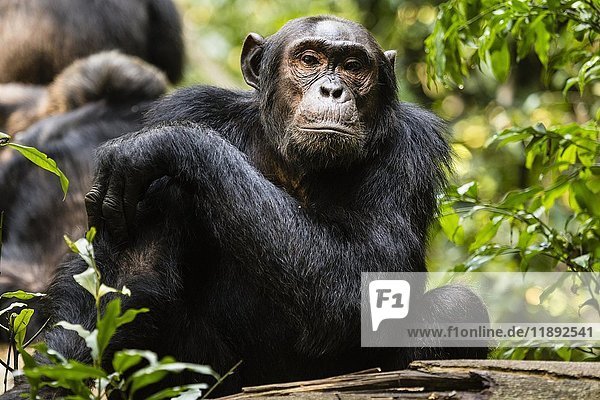 Gewöhnlicher Schimpanse (Pan Troglodytes) im Wald  Kibale-Nationalpark  Uganda  Afrika