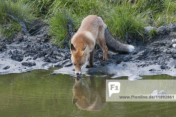 Red Fox (Vulpes vulpes)  vixen watching her reflection in the water  Tyrolean Unterland  Tyrol  Austria  Europe