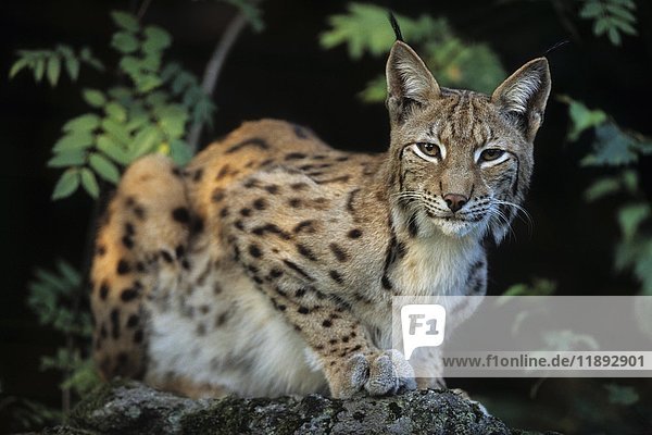 Eurasischer Luchs (Lynx lynx) auf einem Felsen im Wald sitzend