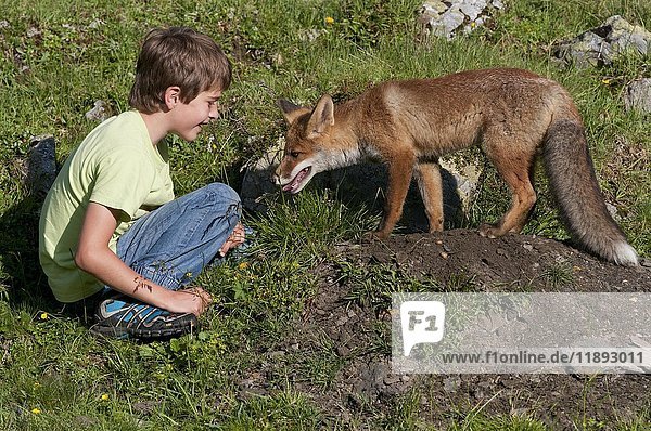 Boy sitting next to a Red Fox (Vulpes vulpes) at its den  Austria  Europe
