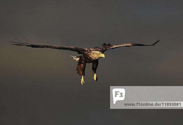White-tailed eagle (Haliaeetus albicilla) in flight  Flatanger  Norway  Europe