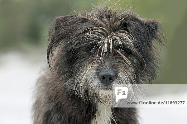 Pyrenäenschäferhund  Berger des Pyrenees Mischling (Canis lupus familiaris)  Portrait  Tirol  Österreich  Europa