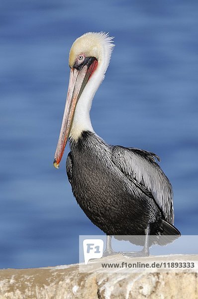 Brown Pelican (Pelecanus occidentalis)  on rock by the water  California  USA  North America