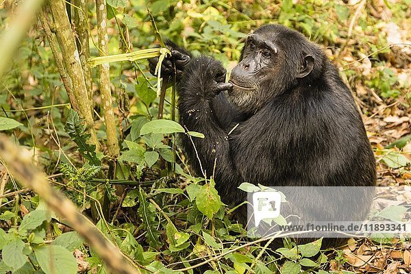 Gewöhnlicher Schimpanse (Pan Troglodytes) sitzend im Wald  Kibale-Nationalpark  Uganda  Afrika