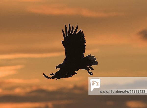 White-tailed eagle (Haliaeetus albicilla) in flight  in the backlight of the midnight sun  Norway  Europe