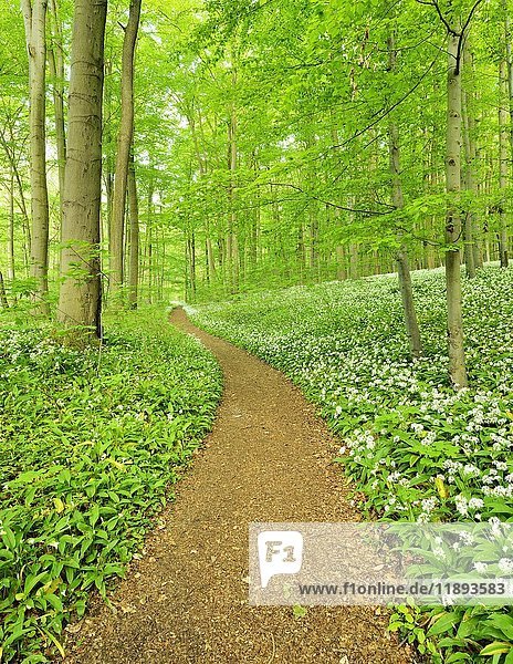 Wanderweg durch naturbelassenen Buchenwald  blühender Ramsom (Allium ursinum)  UNESCO Weltnaturerbe  Nationalpark Hainich  Thüringen  Deutschland  Europa