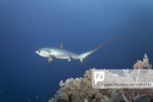 Common thresher (Alopias vulpinus)  swimming over coral reef  endangered  Brother Islands  El Akhawein  Red Sea  Egypt  Africa
