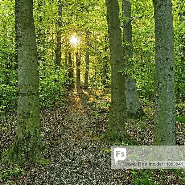 Morgensonne  natürlicher Buchenwald  UNESCO Weltnaturerbe  Nationalpark Hainich  Thüringen  Deutschland  Europa