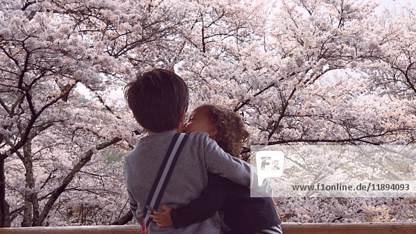 Zwei Kinder  die sich in der Nähe von Kirschblüten küssen