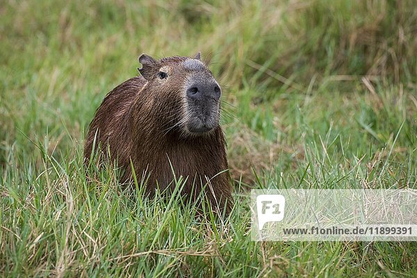 Capybara (Hydrochoerus hydrochaeris)  Pantanal  Mato Grosso do Sul  Brasilien  Südamerika