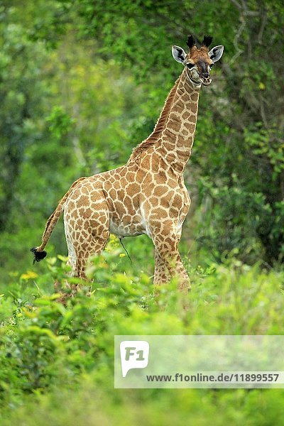 Cape Giraffe  (Giraffa camelopardalis giraffa)  young  alert  Saint Lucia Estuary  Isimangaliso Wetland Park  Kwazulu Natal  South Africa  Africa