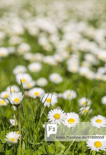 Common daisy (Bellis perennis) in a meadow  Germany  Europe