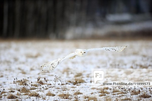 Schnee-Eule,  Schneeeule (Nyctea scandiaca),  erwachsen,  fliegt im Schnee,  Winter,  Zdarske Vrchy,  Böhmisch-Mährisches Hochland,  Tschechische Republik,  Europa
