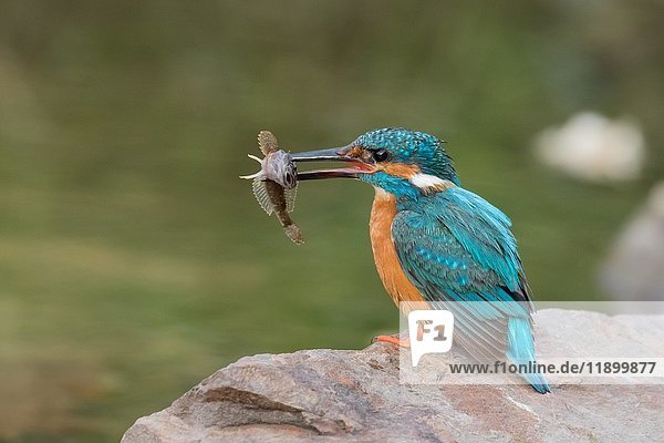Eisvogel (Alcedo atthis) auf Stein mit Beute  Hessen  Deutschland  Europa