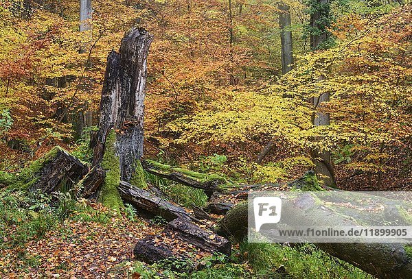 Herbstlicher Wald  Siebengebirge  Nordrhein-Westfalen  Deutschland  Europa