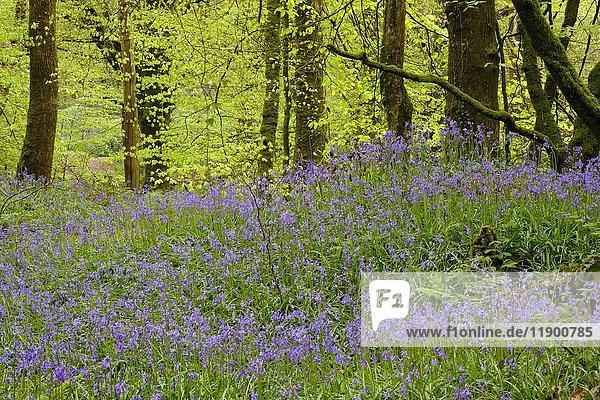 Blüten der Gewöhnlichen Blauglocke (Hyacinthoides non-scripta) im Wald  Naturschutzgebiet Golitha Falls  bei Liskeard  Bodmin Moor  Cornwall  England  Vereinigtes Königreich  Europa