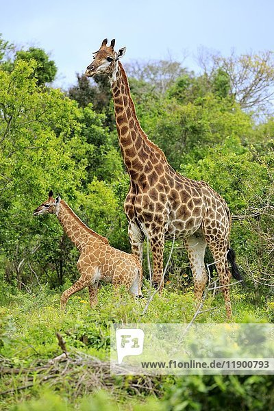 Cape giraffes (Giraffa camelopardalis giraffa)  adult female with youngs  foraging  Saint Lucia Estuary  Isimangaliso Wetland Park  Kwazulu Natal  South Africa  Africa