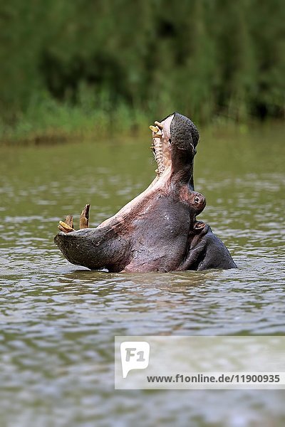 Flusspferd (Hippopatamus amphibius)  erwachsen  im Wasser  drohend  gähnend  Porträt  Saint Lucia Estuary  Isimangaliso Wetland Park  Kwazulu Natal  Südafrika  Afrika
