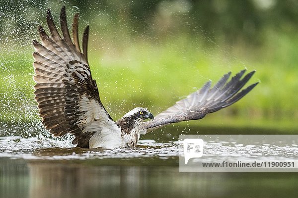 Fischadler (Pandion haliaetus) bei der Jagd im spritzenden Wasser  Highlands  Schottland  Vereinigtes Königreich  Europa