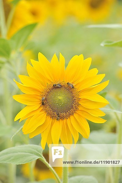 Sunflower with bees (Helianthus annuus)  sunflower field  Baden-Württemberg  Germany  Europe