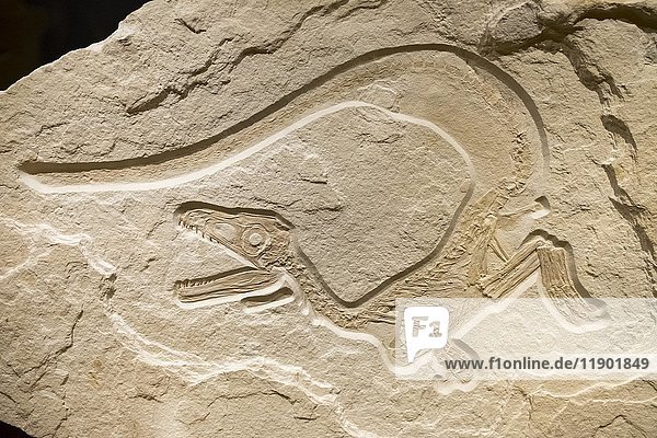 Bemalter Raubsaurier Sciurumimus albersdoerferi  Bürgermeister-Müller-Museum  Solnhofen  Altmühltal  Mittelfranken  Franken  Bayern  Deutschland  Europa