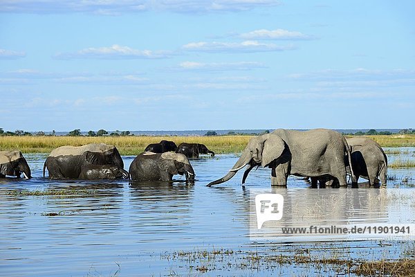 African bush elephants (Loxodonta africana)  herd standing in water  Chobe River  Chobe National Park  Botswana  Africa